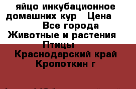 яйцо инкубационное домашних кур › Цена ­ 25 - Все города Животные и растения » Птицы   . Краснодарский край,Кропоткин г.